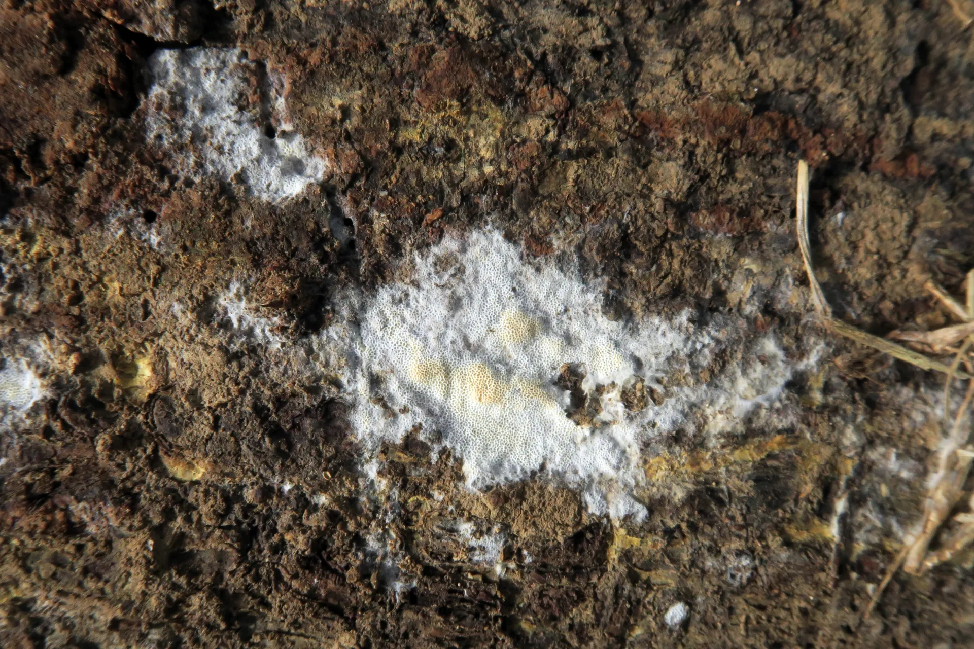 Physisporinus vitreus - 1 - IMG_0117
